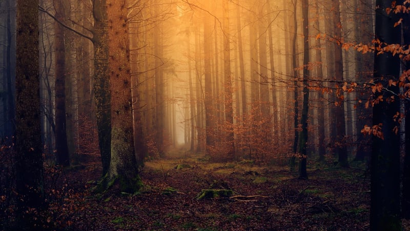 Forest Fantasy
