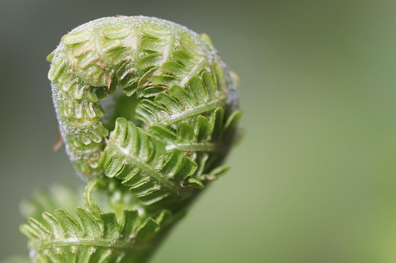 Forest Ferns Image