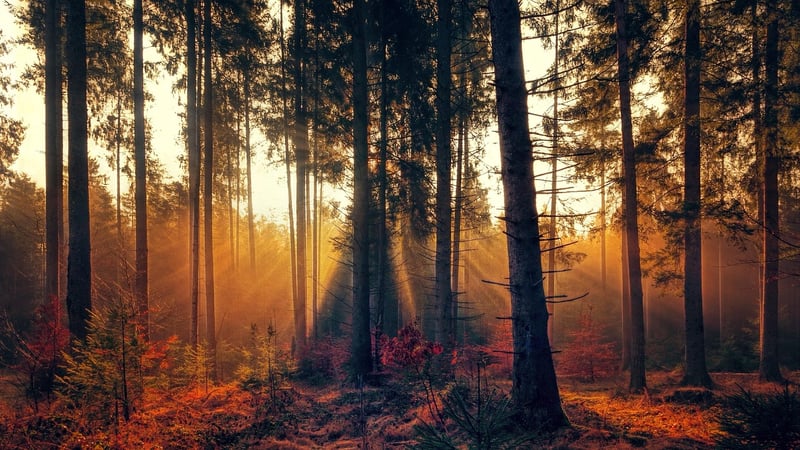 Forest Image